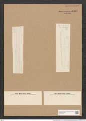 Nitzschia hybrida "var. glacialis" (de-Toni-Nr.: Genus 47, Species 2047) Zeichnungen Sammlung Grunow Nr. 4467 (NHMW-BOT-W0371875)